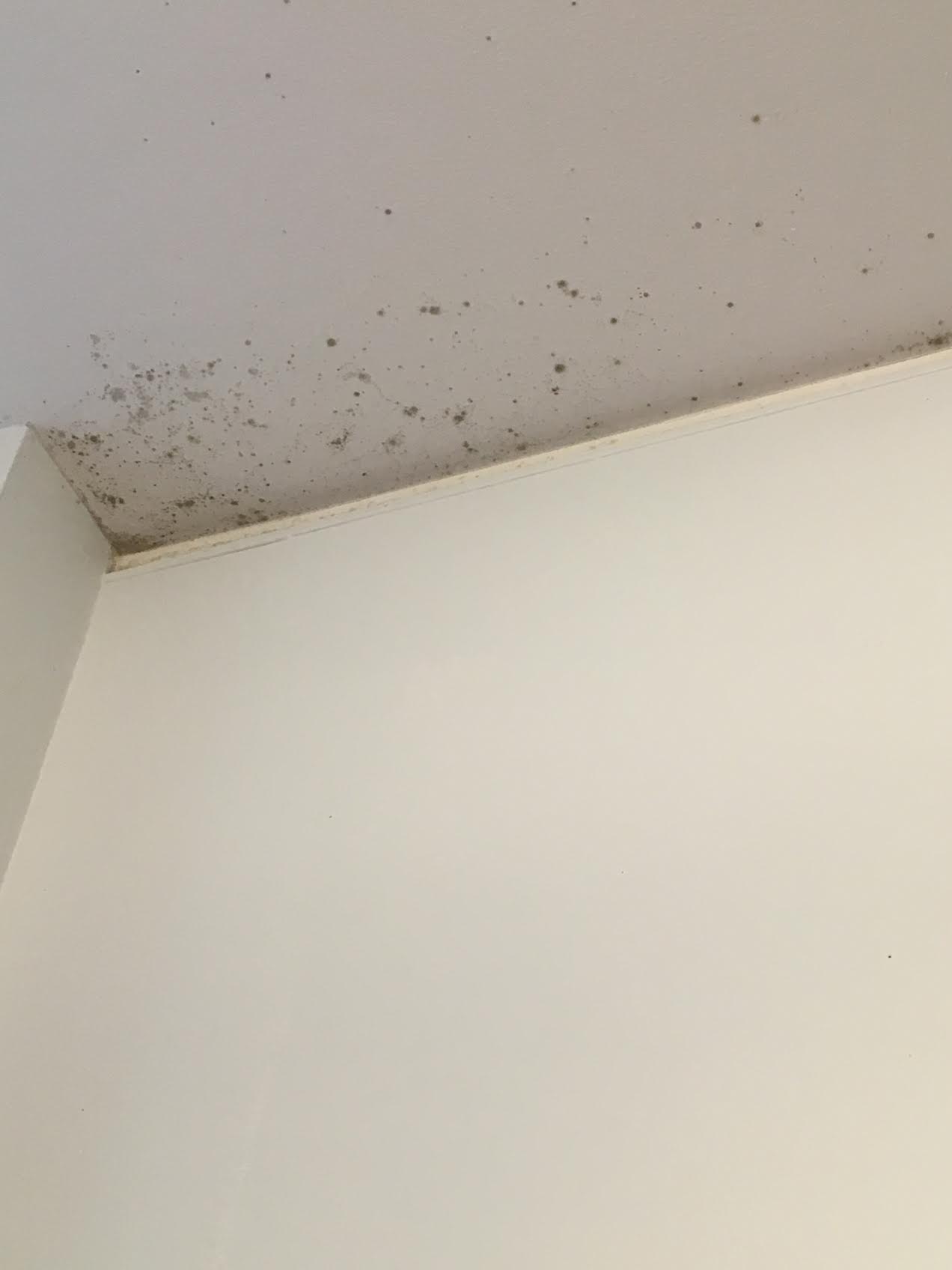  Since the beginning of the semester, multiple complaints have been filed about mold in undergraduate residence halls.  Photo courtesy of an anonymous resident.  