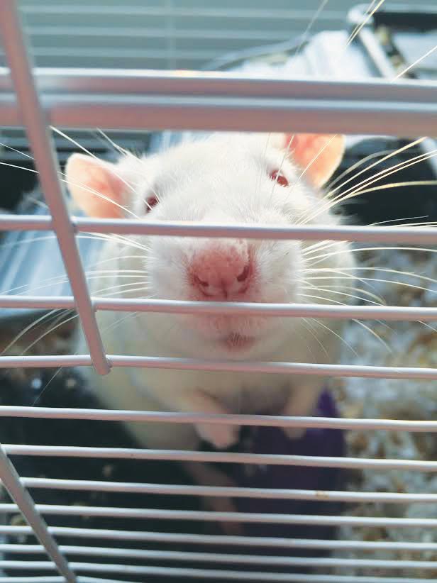 rat