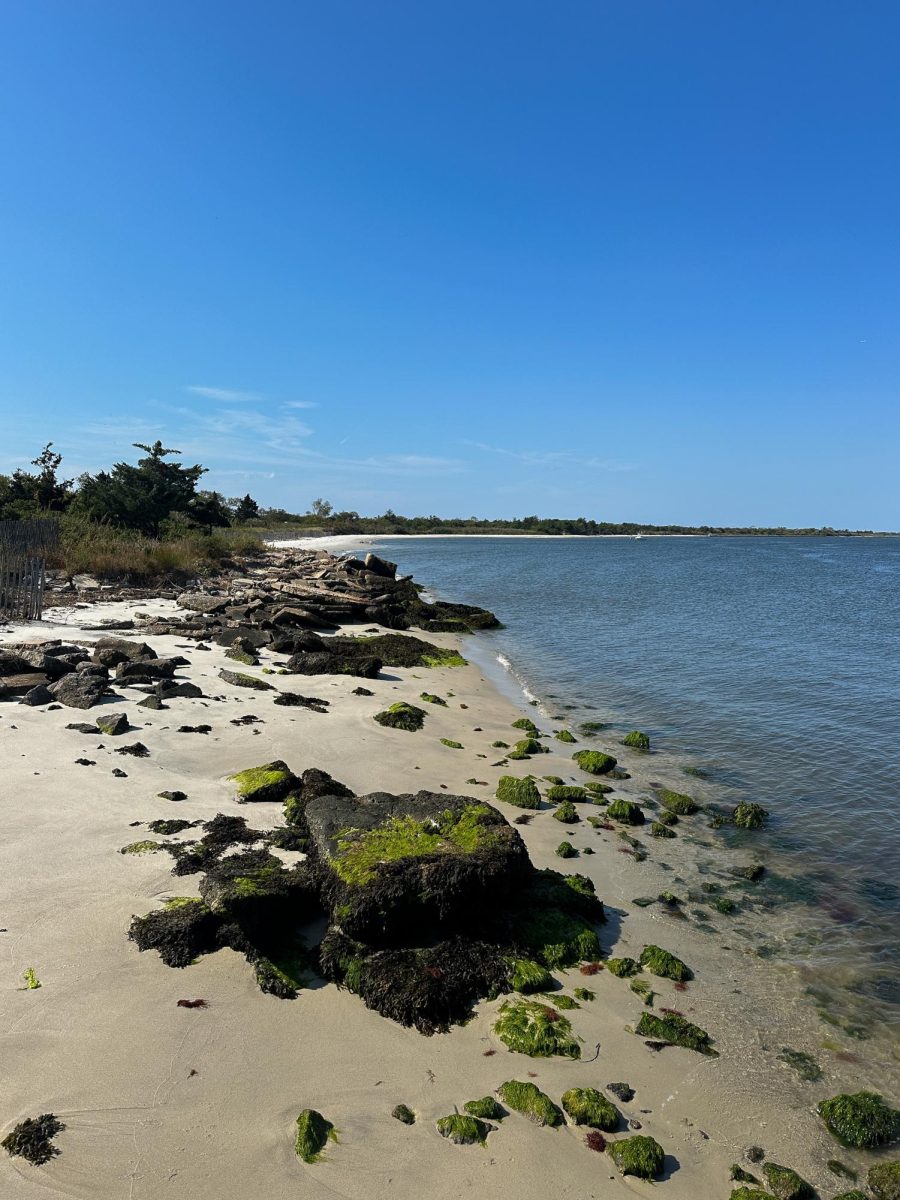 One recently cleaned beach, thriving. 