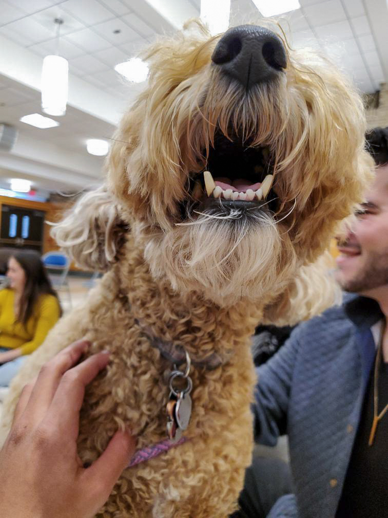 Stressed about finals? Try pet therapy