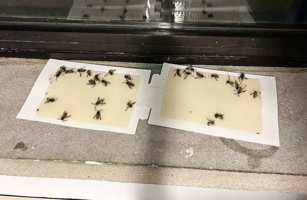 Noelle Anderson and her roommates found dead bees on their floors and windowsill for weeks after being stung.