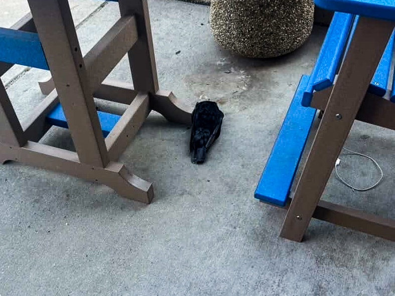 Dead crows were spotted around Hofstra University’s undergraduate resident halls, raising concern among students.